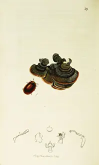 Boletus Prints: Curtis British Entomology Plate 39