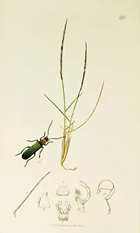 Curtis British Entomology Plate 390