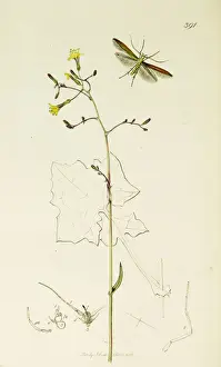 Muralis Prints: Curtis British Entomology Plate 391