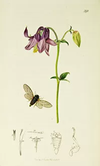 Anglica Gallery: Curtis British Entomology Plate 392