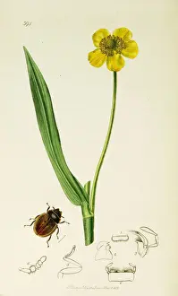 Curtis British Entomology Plate 394