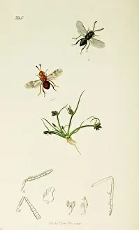 Fuscus Prints: Curtis British Entomology Plate 395