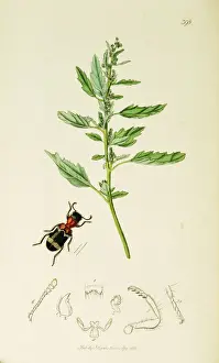 Murale Prints: Curtis British Entomology Plate 398