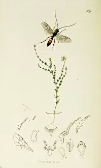 Curtis British Entomology Plate 399
