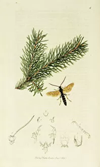 Abies Collection: Curtis British Entomology Plate 4