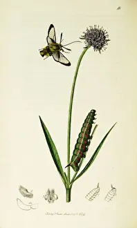 Curtis British Entomology Plate 40