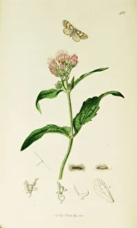Agrimony Collection: Curtis British Entomology Plate 400