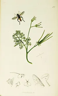 Hover Fly Collection: Curtis British Entomology Plate 401