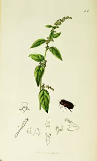 Sharp Gallery: Curtis British Entomology Plate 402