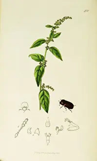Curtis British Entomology Plate 402