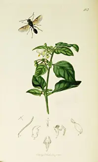 Nigrum Prints: Curtis British Entomology Plate 403