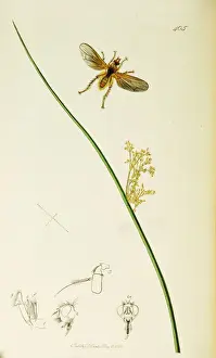 Juncus Prints: Curtis British Entomology Plate 405