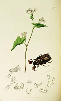 Melolontha Prints: Curtis British Entomology Plate 406