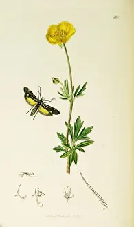 Bulbous Prints: Curtis British Entomology Plate 408