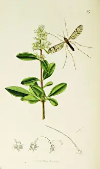Curtis British Entomology Plate 409