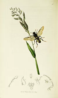 Americanus Gallery: Curtis British Entomology Plate 41