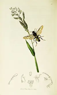 Creeping Prints: Curtis British Entomology Plate 41