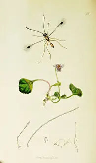 Curtis British Entomology Plate 411