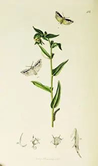 Curtis British Entomology Plate 412