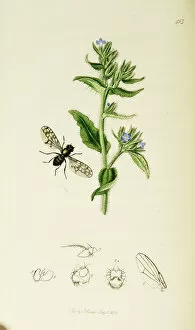 Curtis British Entomology Plate 413
