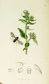 Anchusa Gallery: Curtis British Entomology Plate 413