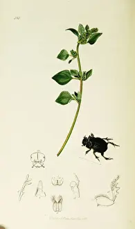 Stinking Prints: Curtis British Entomology Plate 414