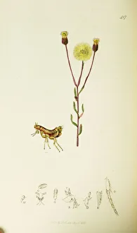 Acre Gallery: Curtis British Entomology Plate 417