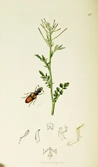 Scarce Prints: Curtis British Entomology Plate 418