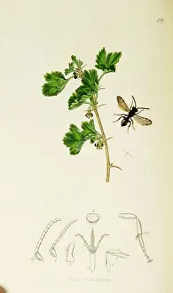 Curtis British Entomology Plate 419