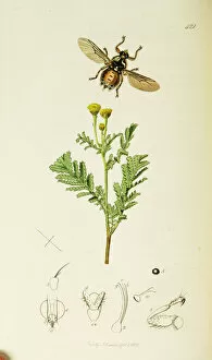 Equina Gallery: Curtis British Entomology Plate 421