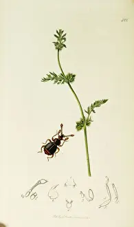 Knotted Prints: Curtis British Entomology Plate 422