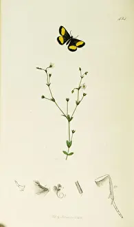 Montane Prints: Curtis British Entomology Plate 424