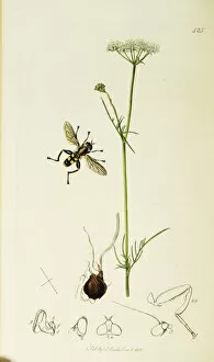 Hover Fly Collection: Curtis British Entomology Plate 425