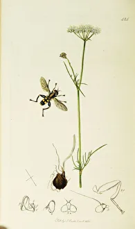 Hover Fly Collection: Curtis British Entomology Plate 425