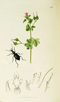 Shining Collection: Curtis British Entomology Plate 426