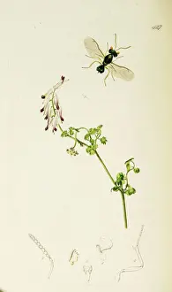 Emerald Prints: Curtis British Entomology Plate 427