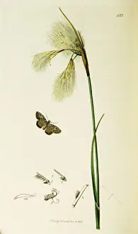 Curtis British Entomology Plate 428
