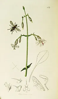 Silene Collection: Curtis British Entomology Plate 429