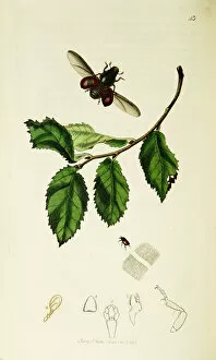 Curtis British Entomology Plate 43