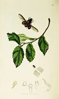 Campestris Prints: Curtis British Entomology Plate 43