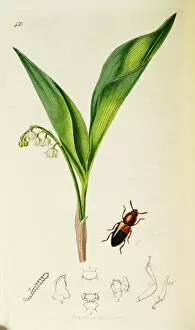 Curtis British Entomology Plate 430