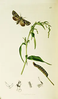 Brocade Gallery: Curtis British Entomology Plate 431