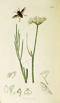 Hover Fly Collection: Curtis British Entomology Plate 432