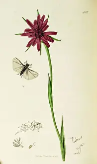 Curtis British Entomology Plate 433