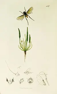 Curtis British Entomology Plate 437