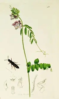 Vetch Prints: Curtis British Entomology Plate 438