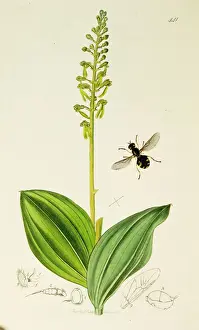 Curtis British Entomology Plate 441