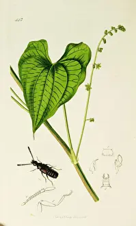 Communis Prints: Curtis British Entomology Plate 443