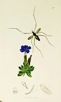 Curtis British Entomology Plate 444