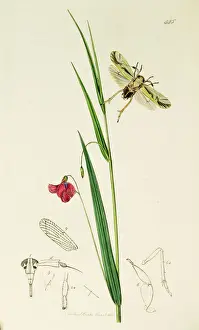 Hemiptera Prints: Curtis British Entomology Plate 445